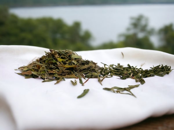 Hier liegt unser AY Natural Weißtee auf einer Wolle auf einem Tisch, während im Hintergrund ein ruhiger See zu sehen ist. Der dunkelgrüne, gerollte Tee aus China verspricht einen milden und erfrischenden Geschmack. Lass dich von der entspannten Atmosphäre am Seeufer inspirieren und genieße eine Tasse dieses besonderen Tees.